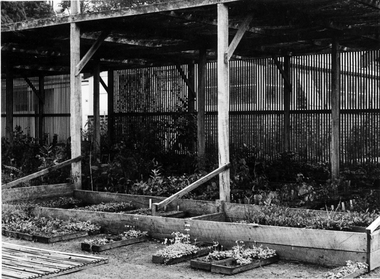 Photograph - Black and white print, E.M. Gibson, Old Nursery, 18 July 1948