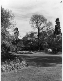Photograph - Black and white print, E.M. Gibson, Garden View, Late September 1947