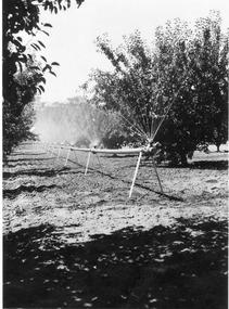Photograph - Black and white print, E.M. Gibson, Webb Way Irrigation System, 1947
