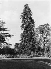 Photograph - Black and white print, E.M. Gibson, Californian Redwood/Sequoia sempervirens, 24 July 1948