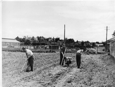 Photograph - Black and white print, E.M. Gibson, Working in the Agrostology  Area, Late 1940s