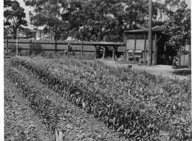 Photograph - Black and white print, E.M. Gibson, Old Nursery, Late 1940s