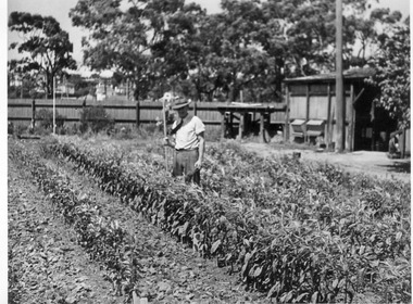 Photograph - Black and white print, E.M. Gibson, Seedling Beds in the Old Nursery, Late 1940s