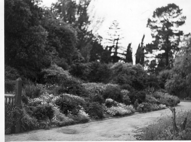 Photograph - Black and white print, E.M. Gibson, Hilda Kirkhope Rockery, Late 1940s