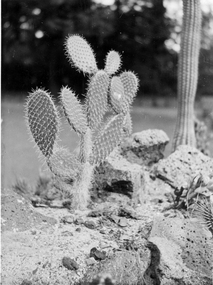 Photograph - Black and white print, E.M. Gibson, Cactus, March-May 1947