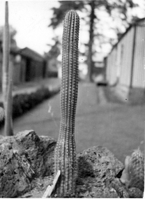 Photograph - Black and white print, E.M. Gibson, Cactus, March/April 1947