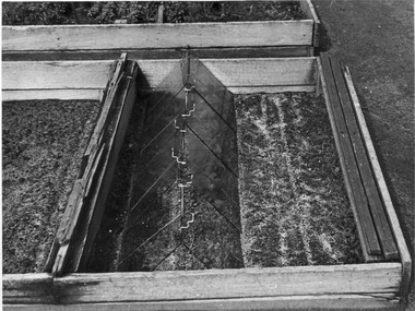 Photograph - Black and white print, E.M. Gibson, Seed Raing Bed, c. 1949