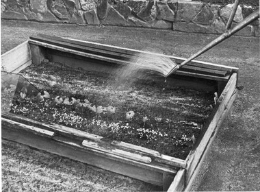 Photograph - Black and white print, E.M. Gibson, Seed Raising Beds, c. 1949