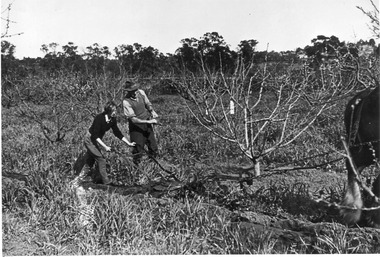 Photograph - Black and white print, E.M. Gibson, Student Working with a Horse-Drawn Plough in the Orchard, c. 1949