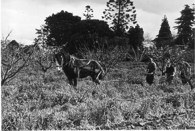 Photograph - Black and white print, E.M. Gibson, Students Learning How to Use Horse-Drawn Equipment, c. 1949