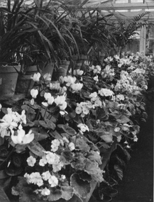 Photograph - Black and white print, E.M. Gibson, Flowers in a Greenhouse, c. 1949