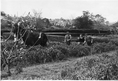 Photograph - Black and white print, E.M. Gibson, Students Learning How to Use Horse-Drawn Equipment in the Orchard, c. 1949