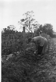 Photograph - Black and white print, E.M. Gibson, Student Hoeing Under Vines in the Orchard, c. 1949