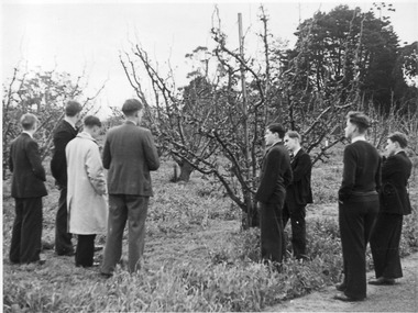 Photograph - Black and white print, E.M. Gibson, Students Learning How to Prune Fruit Trees, c. 1949