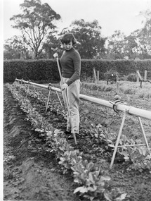 Photograph - Black and white print, E.M. Gibson, Student Hoeing Vegetables in the Orchard, c. 1949