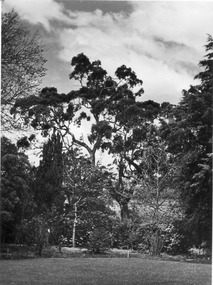 Photograph - Black and white print, E.M. Gibson, Garden View, 20 October 1947