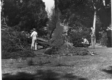Photograph - Black and white print, E.M. Gibson, Removing Monterey Cypress, 1948-1951