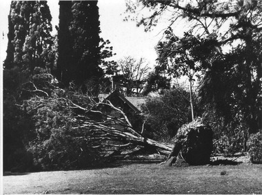 Photograph - Black and white print, E.M. Gibson, Removing Monterey Cypress, 1948-1951