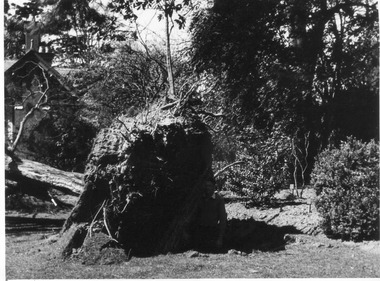 Photograph - Black and white print, E.M. Gibson, Removing Monterey Cypress, 1948-1951