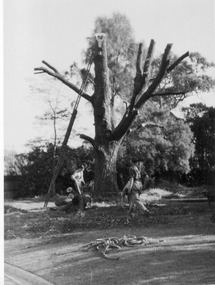 Photograph - Black and white print, E.M. Gibson, Removal of Elm Tree, C.1948