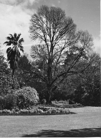 Photograph - Black and white print, E.M. Gibson, Dead Elm Before Removal, 20 October 1947