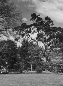 Photograph - Black and white print, E.M. Gibson, Eucalyptus camaldulensis/River Red Gum, 20 October 1947
