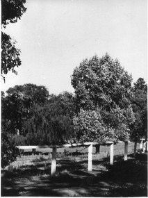 Photograph - Black and white print, E.M. Gibson, Lagoon paddock, 30 March 1948