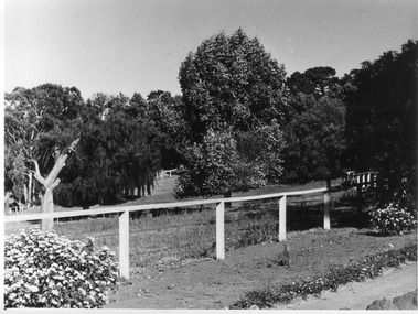Photograph - Black and white print, E.M. Gibson, Lagoon Paddock, 30 March 1948