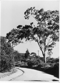 Photograph - Black and white print, E.M. Gibson, Entry Road From Swan Street, 30 March 1948