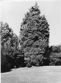 Photograph - Black and white print, E.M. Gibson, Garden View, 30 March 1948