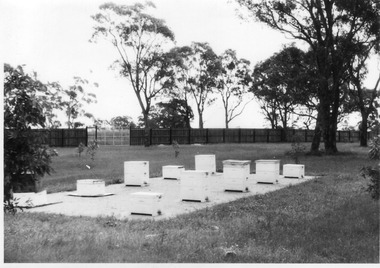 Photograph - Black and white print, E.M. Gibson, Bee Hives, Late 1940s