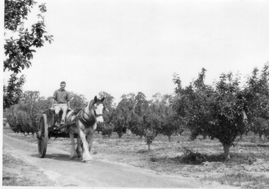 Photograph - Black and white print, E.M. Gibson, Student Seated on Cart in the Orchard, Late 1940s
