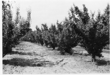 Photograph - Black and white print, E.M. Gibson, Fruit Trees in the Orchard, Late 1940s