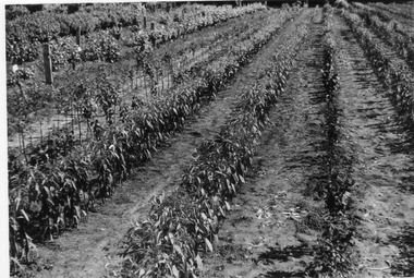 Photograph - Black and white print, E.M. Gibson, Rows of Vegetables in the Orchard, Late 1940s