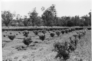 Photograph - Black and white print, E.M. Gibson, Rows of Fruit Trees in the Orchard, Late 1940s