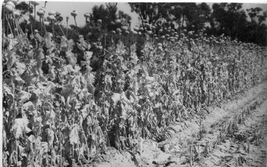 Album - Black and white prints and negatives, James Leslie Provan, Photograph Collection, 1940-1950