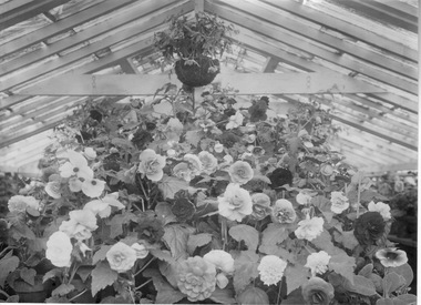 Photograph - Black and white print, Begonias, Unknown