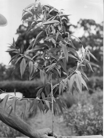 Photograph - Black and white print, Young Tree, Unknown