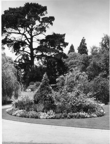 Photograph - Black and white prints and negatives and colour negative, Dept pf Agriculture, Victoria, Plants, 1954-1966
