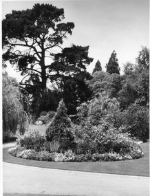 Photograph - Black and white prints and colour negative, Dept of Agriculture Biology Branch, Plants, 1954-1966