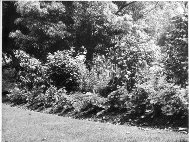 Photograph - Black and white prints, Publicity Branch Victorian Department of Agriculture et al, Plants, 1957-1963