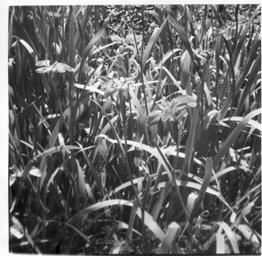Photograph - Black and white prints and negatives, Department of Agriculture, Victoria, Flowers and Plants, 1961-1962