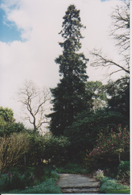 Photograph - Colour print, Sequoia sempervirens, Unknown
