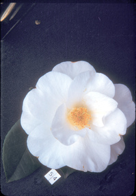 Photograph - CD, Julieanne Webster, Jessep Camellias, Unknown