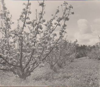 Album - Black and white print, A.W. Jessep, Lantern Slide Photograph Album, 1930-1931