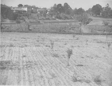 Photograph - Black and white print, Orchard, Unknown