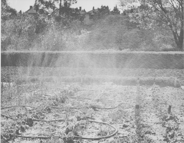 Photograph - Black and white print, Vegetable Irrigation