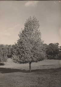 Photograph - Black and white print, Golden Poplar, 1931