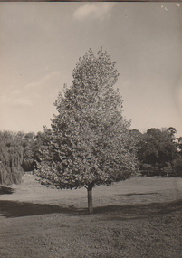 Photograph - Black and white print, A.W. Jessep, Golden Poplar, 1931