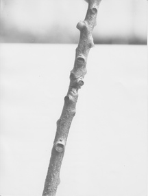 Photograph - Black and white print, Home Beautiful, Pruning Demonstration, Unknown
